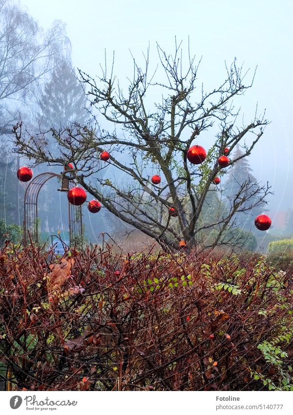 Wer sagt denn, dass sich nur Tannen zu Weihnachten mit Weihnachtsbaumkugeln schmücken dürfen? Dieser kahle Baum hat sich ordentlich rausgeputzt. Große rote Kugeln zieren seine blattlosen Äste. Die Tannen im Hintergrund verblassen vor Neid.