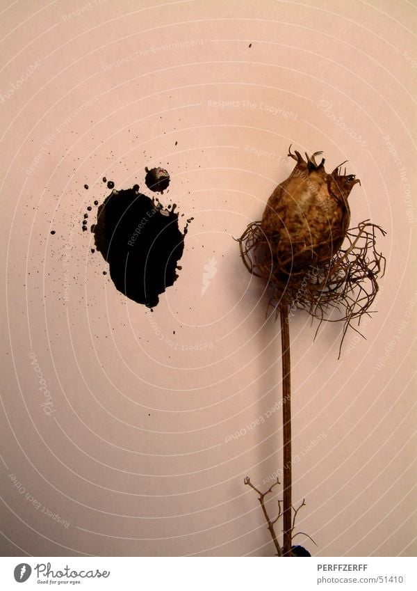 Opium fürs Volk Pflanze schwarz getrocknet Stengel vertrocknet perff Fleck