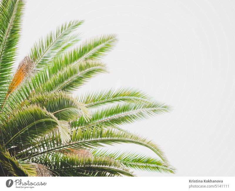 Tropischer abstrakter Hintergrund. Ein Teil einer Palme auf Weiß. Platz zum Kopieren. Handfläche Baum Natur tropisch Pflanze grün Blatt weiß Kokosnuss Ast
