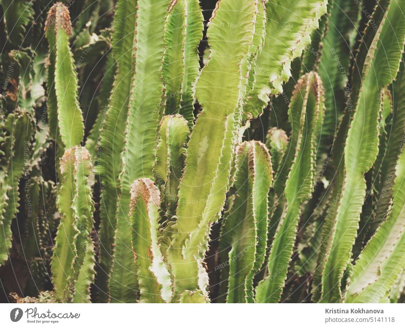 Stacheliger Kaktus - Sukkulenten im botanischen Garten Hintergrund Botanik grün Natur Pflanze wüst natürlich stechend Kakteen Nahaufnahme Flora Sommer wachsen