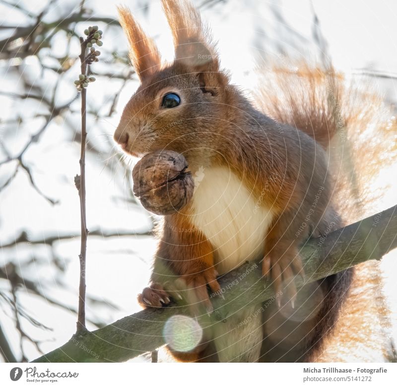 Eichhörnchen mit einer Nuss im Maul Sciurus vulgaris Tiergesicht Kopf Auge Nase Ohr Pfote Krallen Schwanz Nahrung fressen knabbern genießen Ernährung