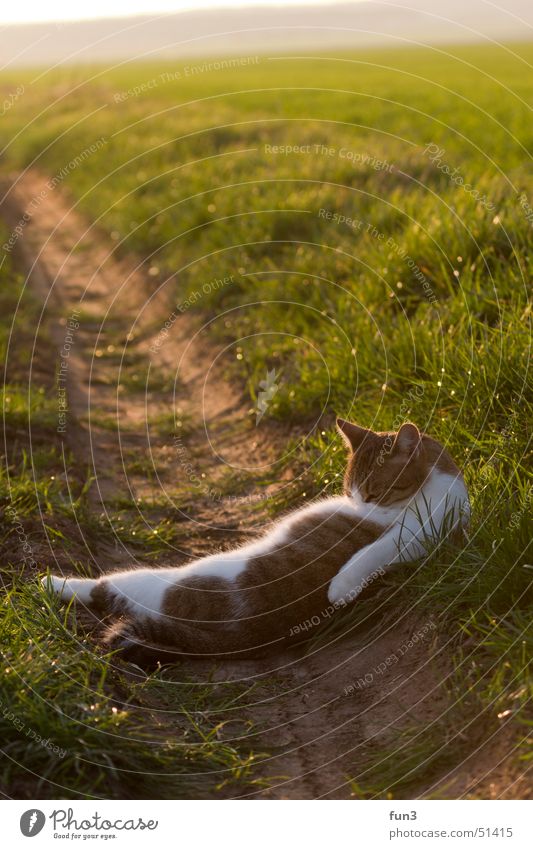 Katze Feld Sonnenuntergang Reinigen grün