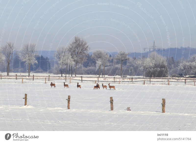 Winterlandschaft mit Rehen Frost Sonnenschein Schnee verschneite Landschaft Wiesen Zäune Zaunpfähle Bäume Raureif Tiere Wildtiere Rehwild Rudel Gruppe