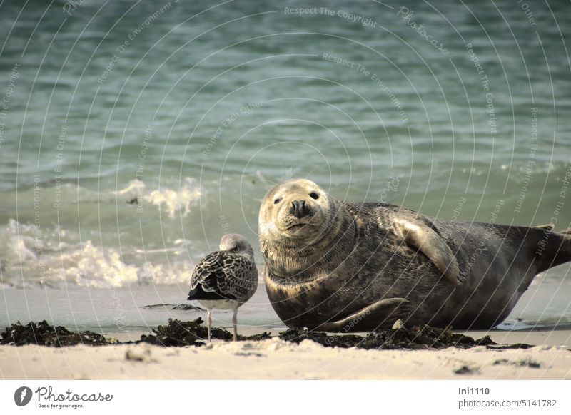 Zwei, die sich mögen Sommer Nordsee schönes Wetter Helgoland Düne Tiere 2 Tiere Seehund Möwe Sturmmöwe Jungvogel Strand Wasser Sand Seetang sich leiden können