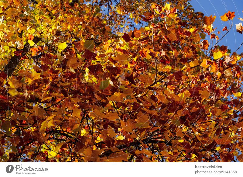 Herbstlandschaft Herbst Baum mit roten und gelben bunten Laub unter einem blauen Himmel. Herbstbaum rot-gelbes Laub Blauer Himmel niedriger Winkel Tagesansicht