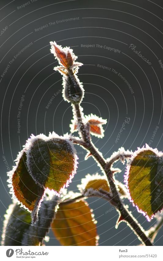 Frost Pflanze Makroaufnahme dof