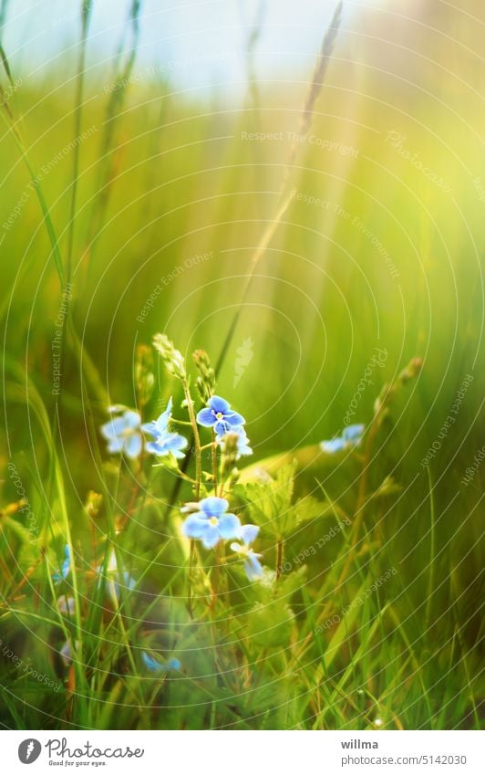 Das blaue Blümchen Ehrenpreis, im greane, greane Gras Blume Veronica Pflanze Wiese grün blühend Sommer Nahaufnahme Schwache Tiefenschärfe grasgrün