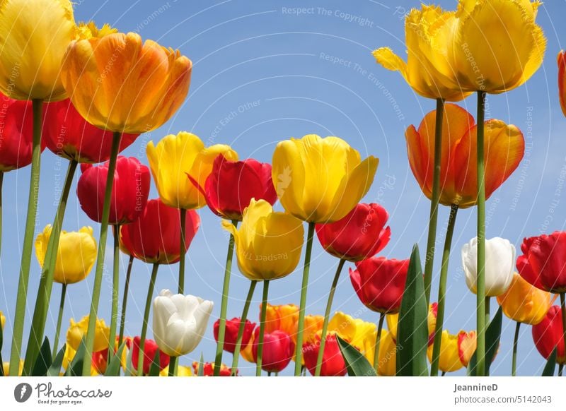 gelbe Tulpen rote Tulpen weisse Tulpen vor blauem Himmel Tulpenblüte Blume Frühling Blüte Pflanze Blühend Farbfoto Natur Frühlingsgefühle weiß Blauer Himmel