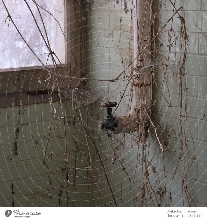 Die Natur wuchert in ein verlassenes Krankenhaus Äste Zweige wuchern wachsen Kletterpflanze Lost places Wasserleitung Wasserhahn Wasserrohr Wasserversorgung
