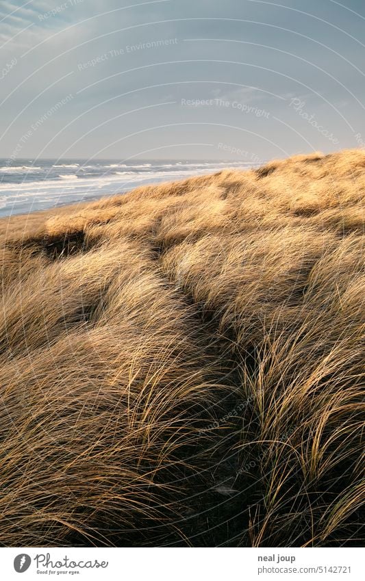 Trampelpfad durch gelbes Dünengras – teilweise von der Sonne beschienen Landschaft Natur Küste Meer Pfad Weg einfach provisorisch Richtung Brandung Horizont