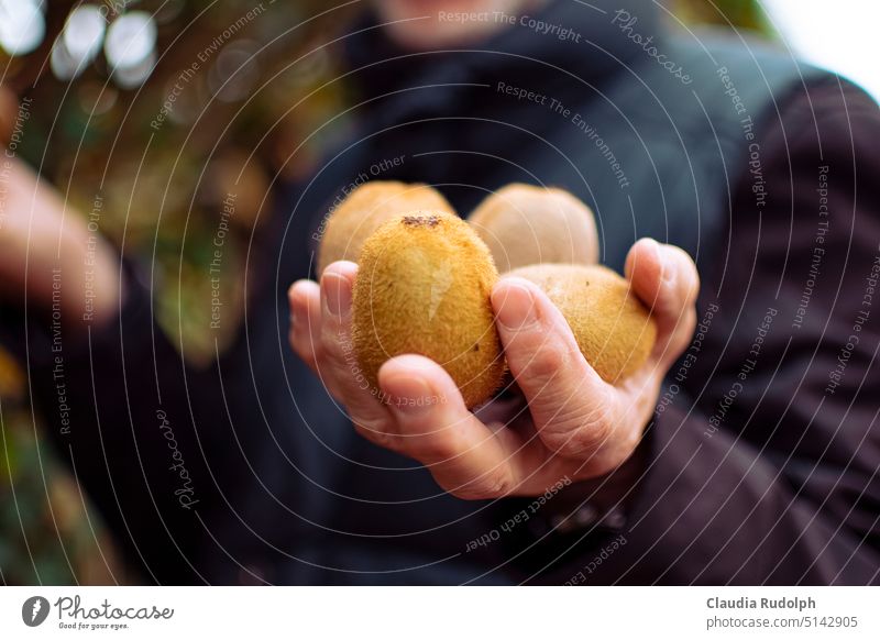 Nahaufnahme einer Männerhand mit frisch geernteten Kiwifrüchten Kiwifrucht kiwis Ernte ernten Früchte frische früchte Gartenarbeit Erntezeit Obstgarten