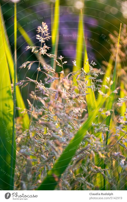Nahaufnahme sommerlicher Gräser im Abendlicht mit Bokeh im Hintergrund Gräserblüte Gräser im Licht Gräser im Wind Gras Blütengras Grashalme Sommer Sommerzeit