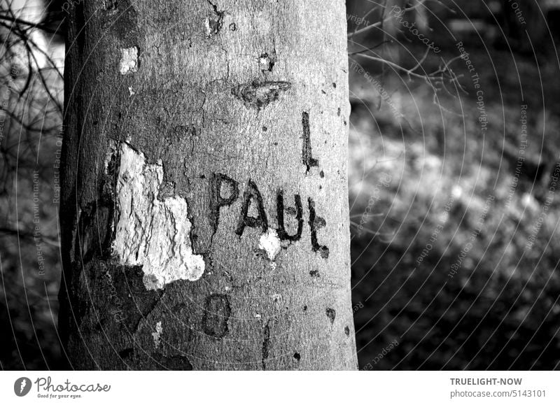 Geschädigter Buchenstamm, Teilansicht mit eingeschnittenem Namen PAUL, monochrom Baum Baumstamm Baumrinde Schaden geschädigt eingeritzt Schrift Buchstaben