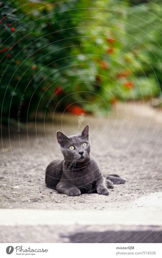 French Style XVI Kunst ästhetisch Zufriedenheit Katze Katzenauge Katzenpfote Katzenkopf Katzenfreund Neugier Garten verträumt Haustier grau Fell liegen