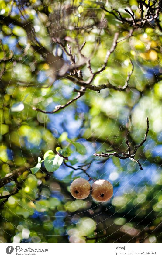 Birnenherbst Frucht Umwelt Natur Pflanze Tier Herbst Baum frisch Gesundheit natürlich 2 Farbfoto Außenaufnahme Menschenleer Tag Schwache Tiefenschärfe