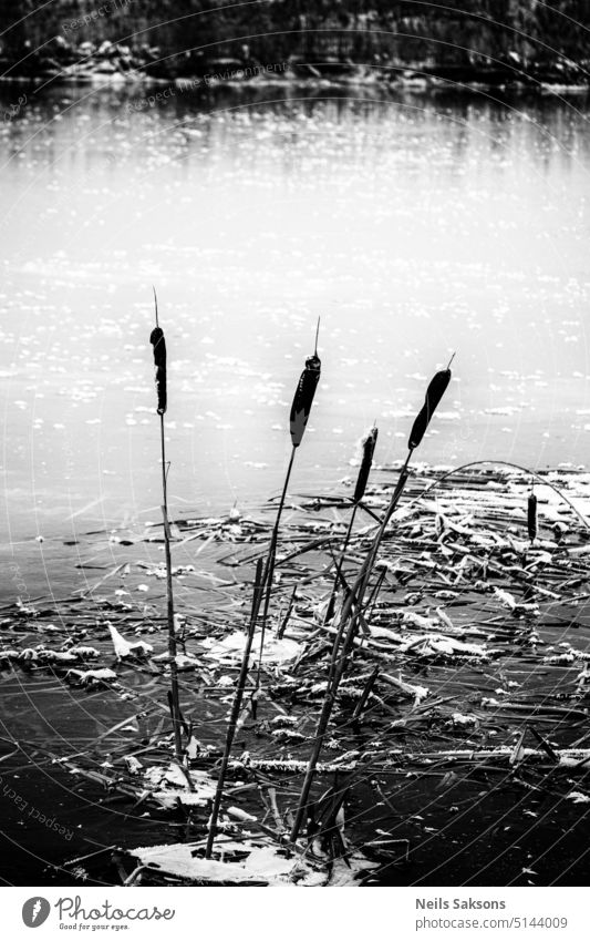 Gefrorener Fluss und gefrorener Rohrkolben bulrush Flussgras Röhricht schwarz fluffig gefrorene Natur zugefrorener Fluss mit Eis bedeckt Frost frieren kalt