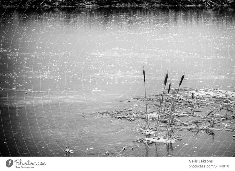 Gefrorener Fluss und gefrorener Rohrkolben bulrush Flussgras Röhricht schwarz fluffig gefrorene Natur zugefrorener Fluss mit Eis bedeckt Frost frieren kalt