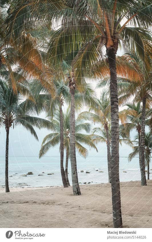 Tropenstrand, Farbkontrast aufgetragen. Insel Wasser tropisch Strand Sommer Meer retro MEER Himmel Natur Landschaft reisen Baum Sand getönt gefiltert Handfläche