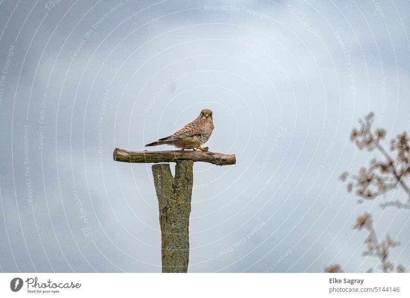 Turmfalke auf dem Ansitz - Blick in die Kamera Vogel Außenaufnahme Farbfoto Natur natürlich Greifvogel Himmel Menschenleer Wildtier Umwelt Tierporträt