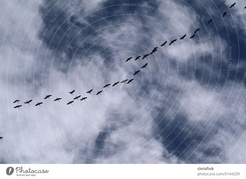 Vogelschwarm vor wolkigem Himmel  Kraniche fliegen in Formation Flug Zugvogel Herbst Frühling Natur überwintern Zugvögel Schwarm Freiheit Formationsflug