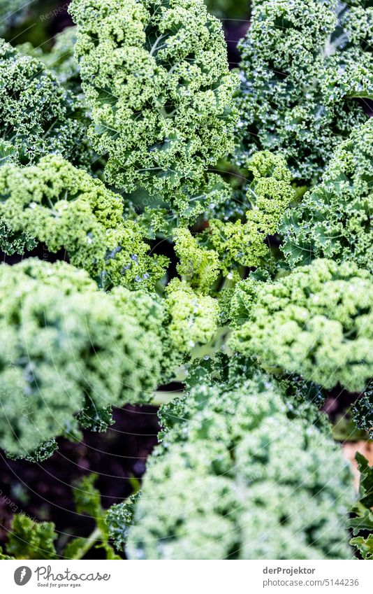 Biogemüse auf einem Verkaufsstand III grün Wachstum Diät Detailaufnahme Landwirtschaft Gesunde Ernährung Nahaufnahme natürlich Garten frisch Gemüse