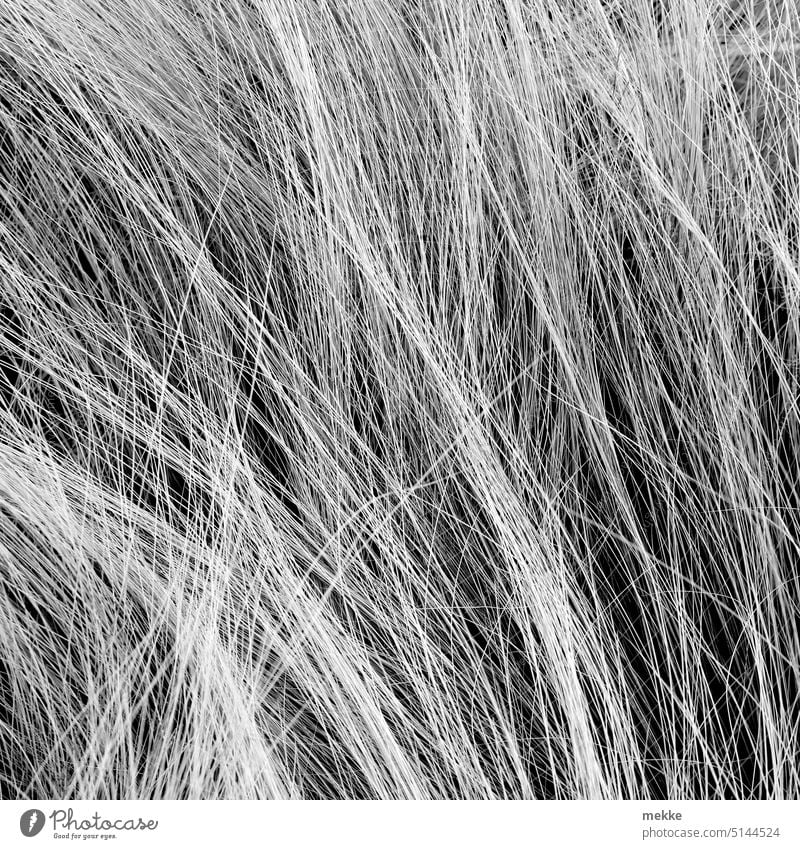#222 von vielen Grashalmen im Heuhaufen Wiese Durcheinander Natur Garten Nahaufnahme Wachstum Umwelt Haare schwarzweiß Strähnen Bewegung filigran Wind fein dünn