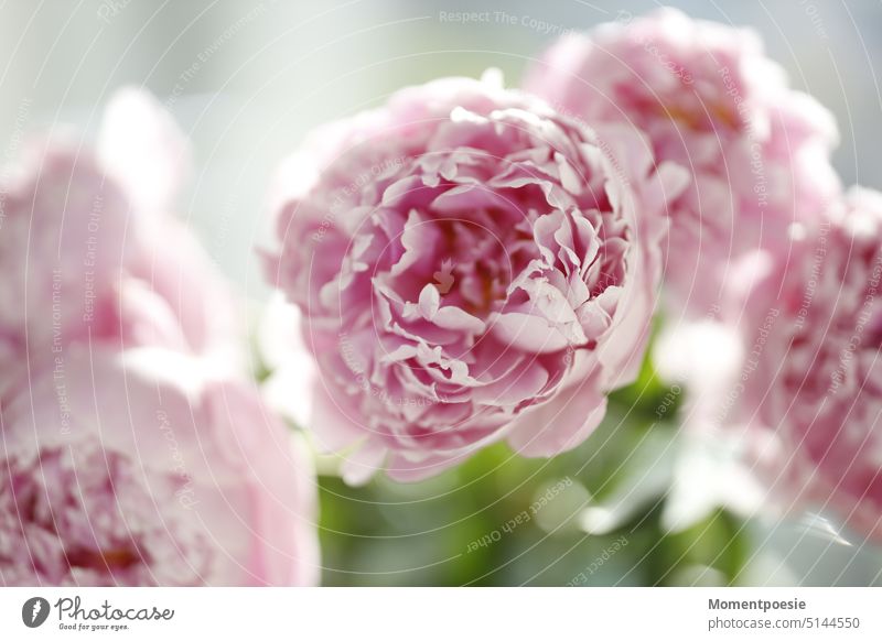 Duft Blume Garten Blüte Makroaufnahme Natur Frühling Sommer Blühend rosa natürlich zart schön ästhetisch Pflanze Blütenblatt Nahaufnahme Farbfoto elegant