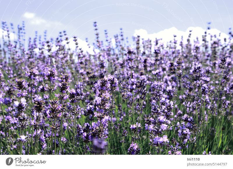 Lavendel Sommer Pflanze Halbstrauch Lavendelstrauch Lavendelfeld Ölgewinnung Lavendelanbau Blütenmeer violett Duft beruhigend entspannend Heilmittel