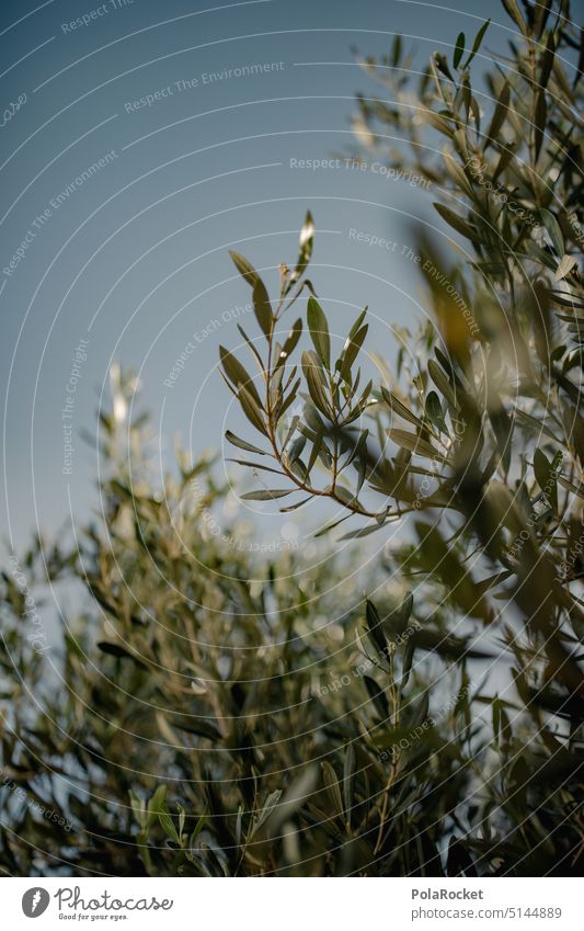 #A0# Im Schatten von Oliven Olivenöl Olivenbaum Olivenhain Olivenblatt Olivenernte Olivenzweig olivenbäume grün mediterran