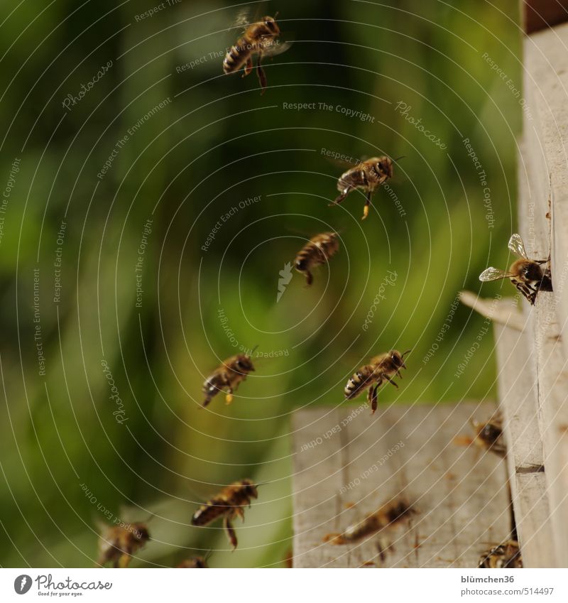 Kuschelgruppe | Bienenschwarm Tier Nutztier Honigbiene Insekt Schwarm Arbeit & Erwerbstätigkeit fliegen tragen ästhetisch klein schön Tierliebe Frühlingsgefühle