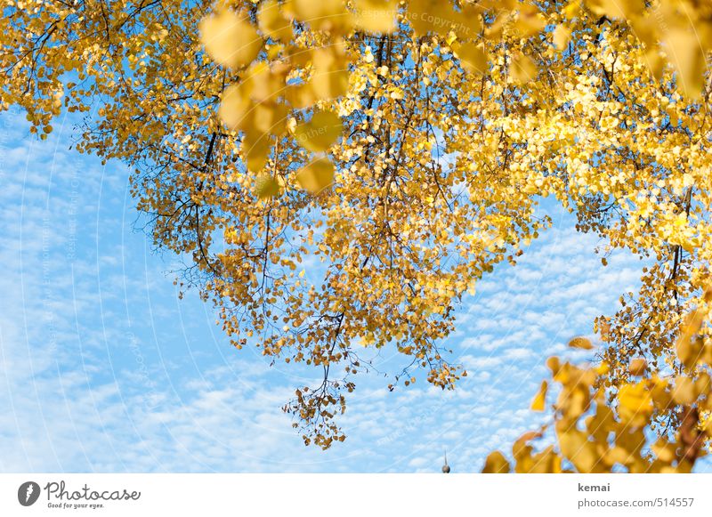 Bärensee 2013 | güldenblauweiß Umwelt Natur Pflanze Himmel Wolken Herbst Schönes Wetter Baum Blatt Grünpflanze Birke Birkenblätter Zweig Ast Park hängen