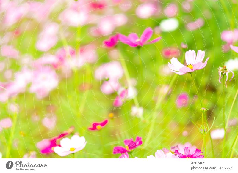 Schöne rosa Kosmos Blume Garten. Rosa Blume Feld Hintergrund. Frühling Saison. Frische Umgebung. Rosa, blassrosa Kosmos Blumen mit grünen Blättern im Garten. Hintergrund für glücklich, Freude, und Ruhe.
