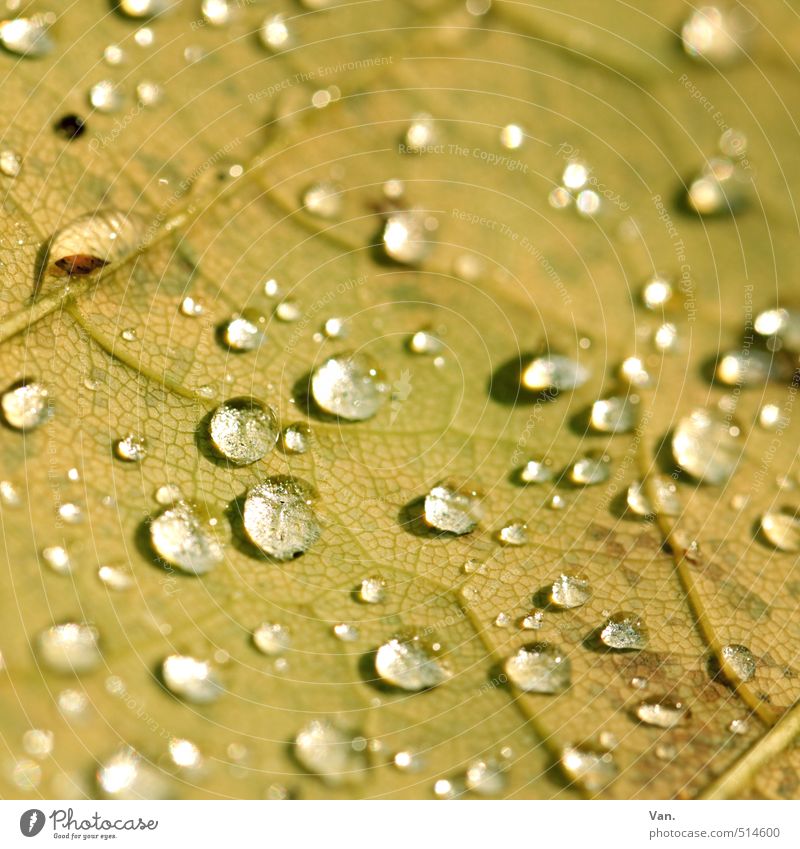 Dropse Natur Pflanze Urelemente Wasser Wassertropfen Herbst Blatt Blattadern nass gelb Farbfoto Gedeckte Farben Außenaufnahme Detailaufnahme Makroaufnahme