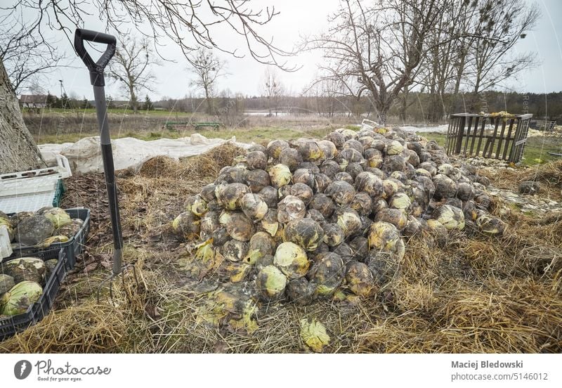 Foto von verrottetem Bio-Kohlkompost, selektiver Fokus. verfault organisch Kompost Lebensmittel Bauernhof Kohlgewächse Müll Gemüse Ackerbau Natur Abfall
