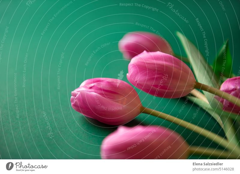 Rosa Tulpen, Platz für Schriftzug. karte Postkarte Wunschkarte tulpen Hintergrund geblümt Blume rosa romantisch Design Frühling Blumen Blumenmuster Plakat