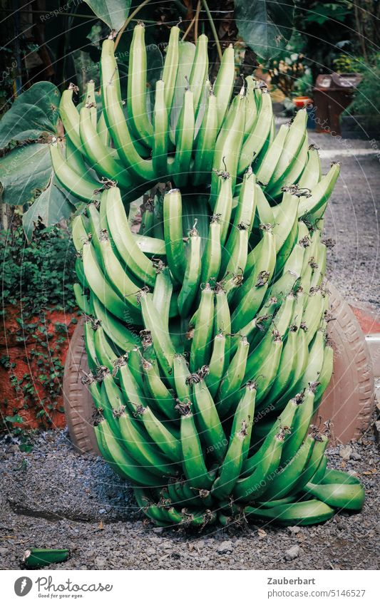 Bananenbüschel aus frischen, grünen Bananen Staude Pflanzung Plantage Anbau Landwirtschaft krumm Pflanze Ernte Tansania