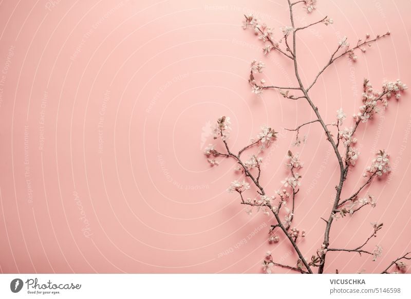 Schöne Frühling Kirschblüte Zweige auf Pastell rosa Hintergrund schön Kirschblüten Rahmen Design Blütenblatt natürlich Ast Schönheit geblümt Natur