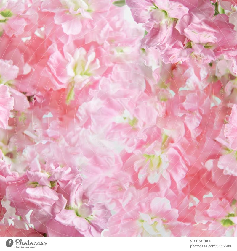 Rosa floraler Hintergrund mit Blütenblättern, Nahaufnahme rosa geblümt abschließen Tapete Textur Überstrahlung Blütenknospen romantisch Hochzeit Schönheit