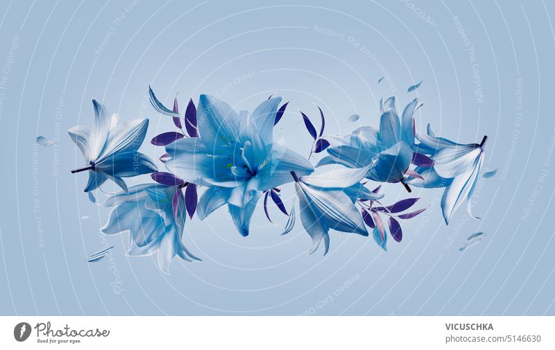 Hübsches blaues Blumenkomposit mit fliegenden Lilienblüten und fallenden Blütenblättern, Bordüre lieblich geblümt Composing Borte Objekte Levitation kreativ