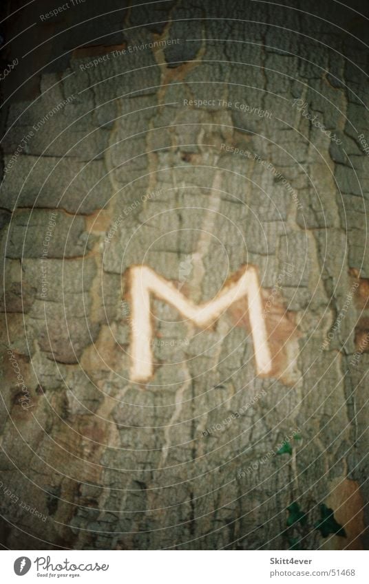 Das einzigartige M Baum Laubbaum Blatt Holz dunkel Einsamkeit Bedeutung Baumrinde schnitzen Buchstaben hell Käfer Natur taschenmesser anonym
