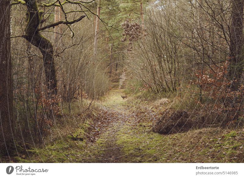 Im Wald Herbst Winter Waldweg Reh Spaziergang Fauna Natur Bäume Umwelt Landschaft Einsamkeit wandern Wege & Pfade ruhig Außenaufnahme Spazierweg Menschenleer