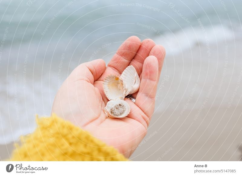 kleine Muschelschalen ( gemeine Herzmuschel ) in meiner Hand am Ostseestrand Muscheln Kalk Meer Strand festgehalten Meerliebe Strandwanderung Strandfund