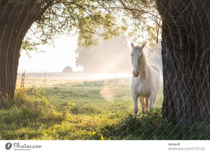 aus dem Dunst im Morgenlicht taucht ein weißes Pferd zwischen zwei Bäumen auf und schnaubt, es sieht aus wie ein Fabelwesen mystisch Nebel morgens schnupfen