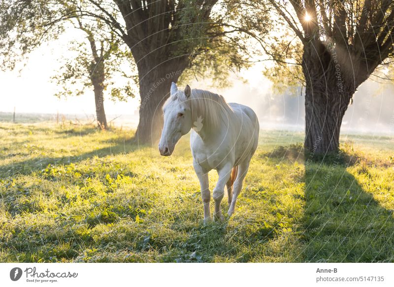 ein weißes Pferd kommt fast wie ein Fabelwesen aus dem Morgendunst auf mich zu, im Hintergrund alte Weiden und ein Sonnensternchen mystisch Einhorn Morgennebel