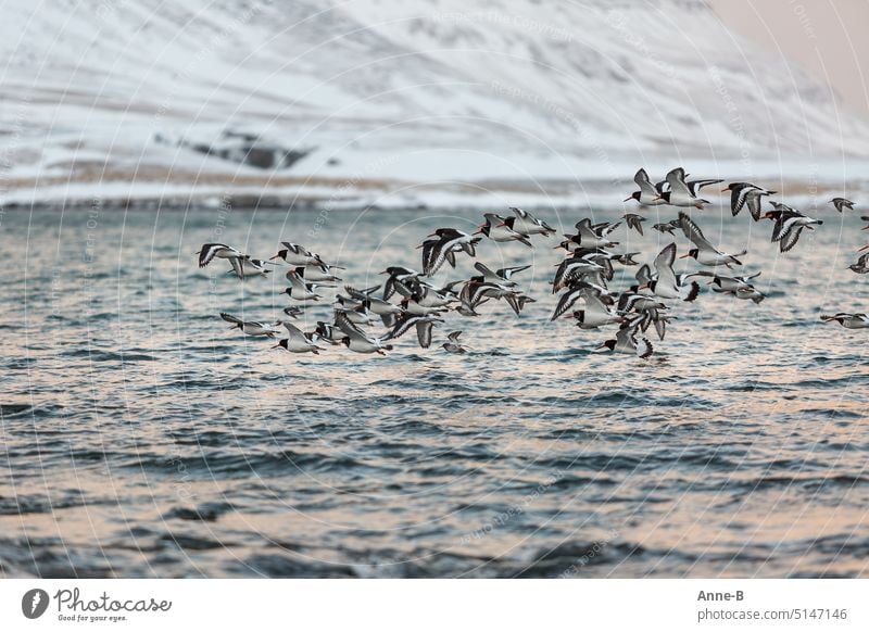 ein Schwarm Austernfischer fliegt nah übers Wasser des Fjords , im Hintergrund ein schneebedeckter Berg fliegen Futtersuche Vogel Vögel Wasservögel Winter kalt