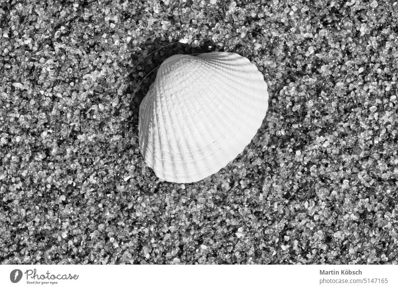Muschel im Sand am Strand der Ostsee. Kieselsteine an der Küste. Detailaufnahme Panzer Hintergrund baltisch schön Zingst Nahaufnahme Deutschland