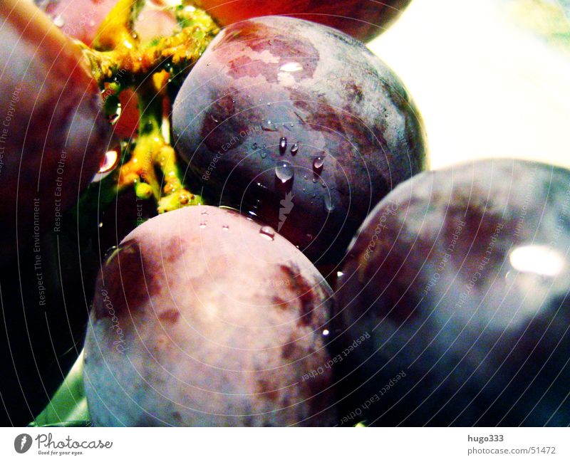 vitis vinifera Weintrauben rund lecker Wassertropfen feucht nass frisch Dessert Gesundheit vine blau Frucht blue round fruit grape Makroaufnahme waterdrop prall