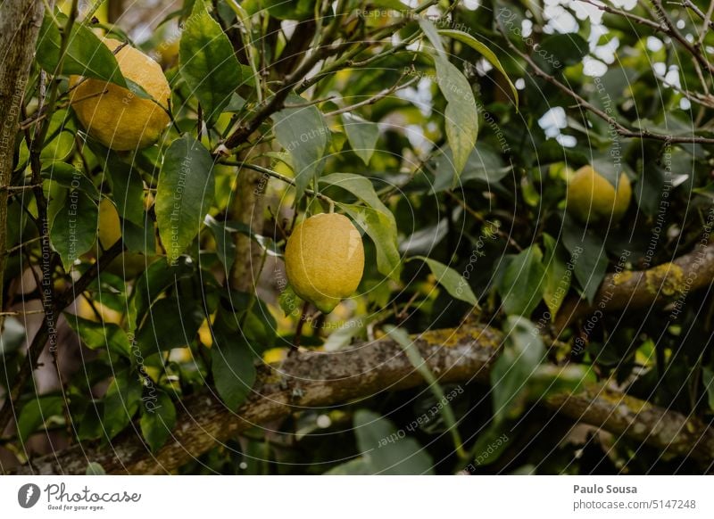 Frische Zitronen am Baum Limonade Zitrusfrüchte Frucht organisch Vitamin Farbfoto Gesunde Ernährung frisch gelb Saft Vitamin C Lebensmittel Gesundheit lecker