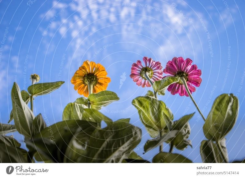 Zinnien aus der Froschperspektive, im Hintergrund blauer Himmel Blumen Blüte Pflanze Blühend Sommer Natur Nahaufnahme Garten Farbfoto Menschenleer