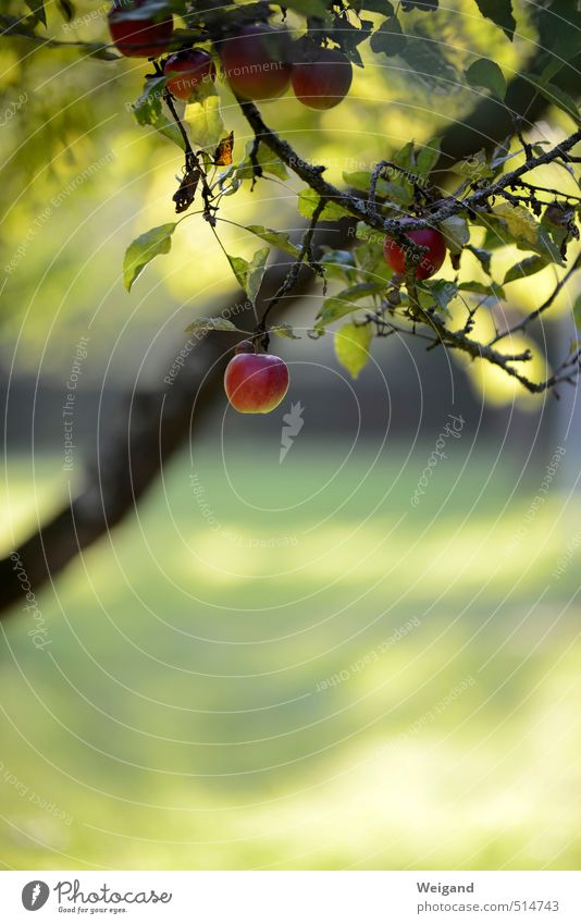 Wilhelm Tell Lebensmittel Frucht Apfel Bioprodukte Erholung Essen hängen grau rot harmonisch Landleben Apfelbaum Baum Herbst herbstlich Ernte Farbfoto